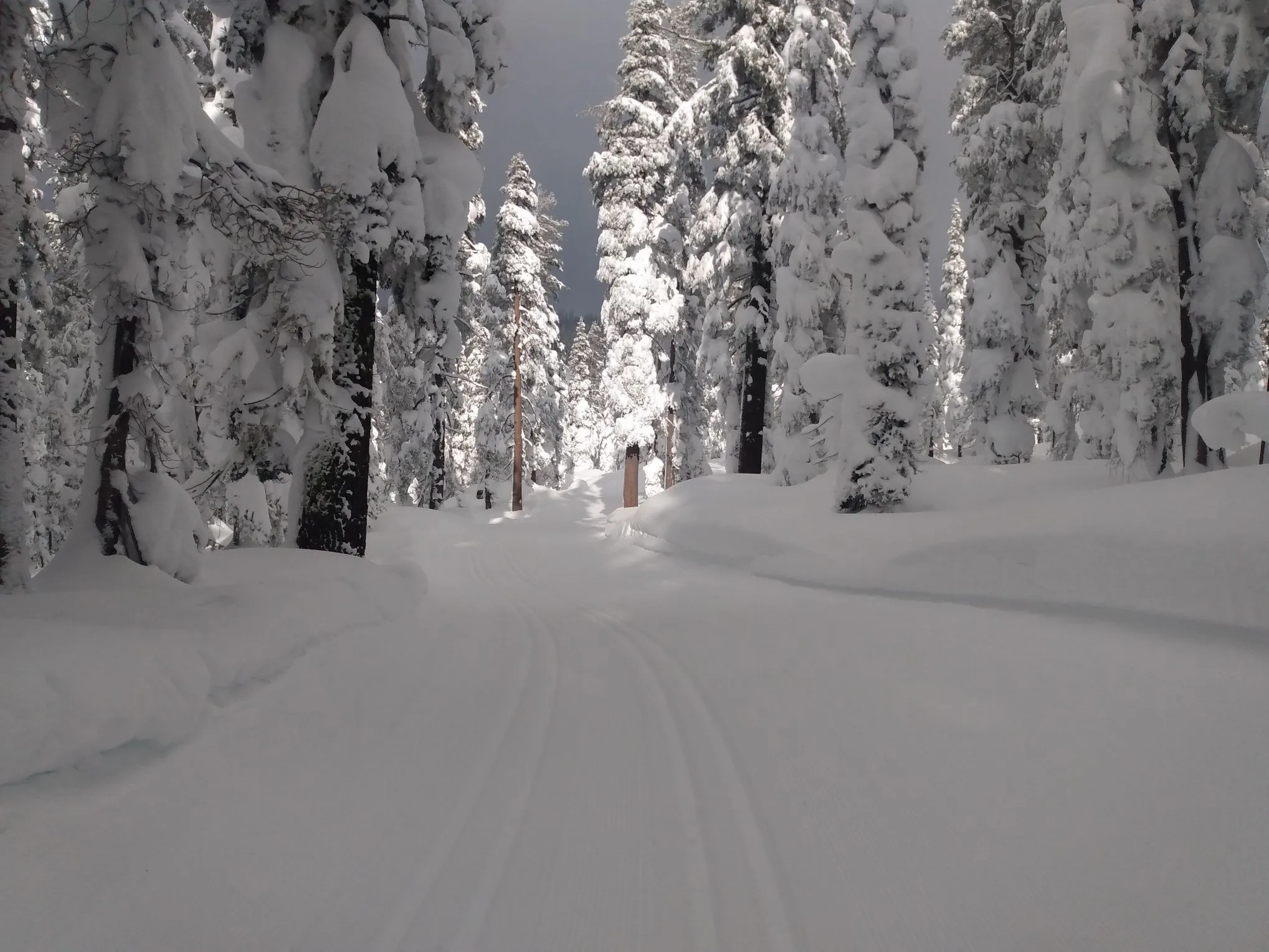 Snow-covered forest with a groomed cross-country ski trail under a cloudy sky.