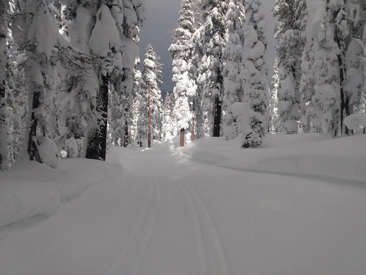 Snow-covered trail winding through a forest with trees laden in thick snow under dark sky.