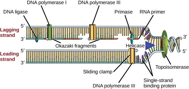 AP Biology Unit 6 diagram of DNA structure and gene expression
