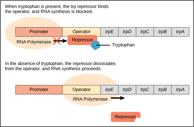 Lac operon model showing gene regulation in prokaryotes for AP Biology Unit 6