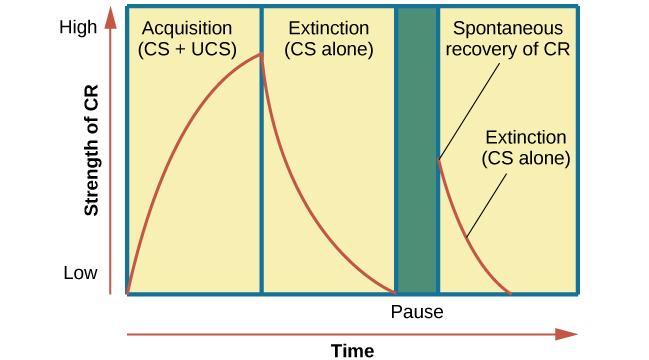 AP Psychology Unit 3: The curve of acquisition, extinction, and spontaneous recovery in classical conditioning demonstrates how learned associations can be extinguished and recovered