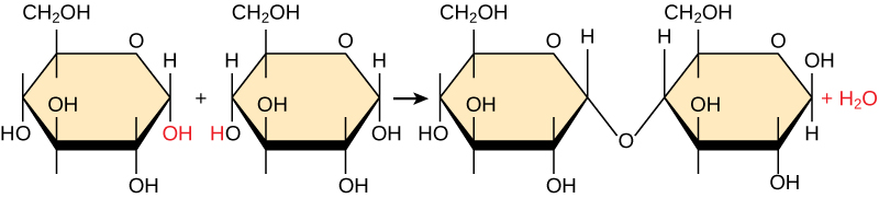 Dehydration synthesis reaction linking two glucose monomers into maltose for AP Biology Unit 1