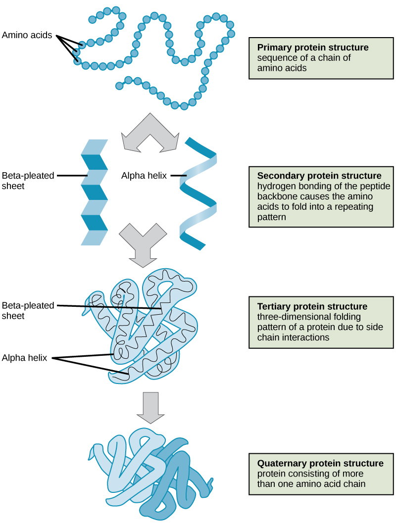 Four levels of protein structure from primary through quaternary for AP Biology Unit 1