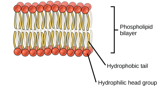 Phospholipid bilayer structure showing hydrophilic heads and hydrophobic tails for AP Biology Unit 1