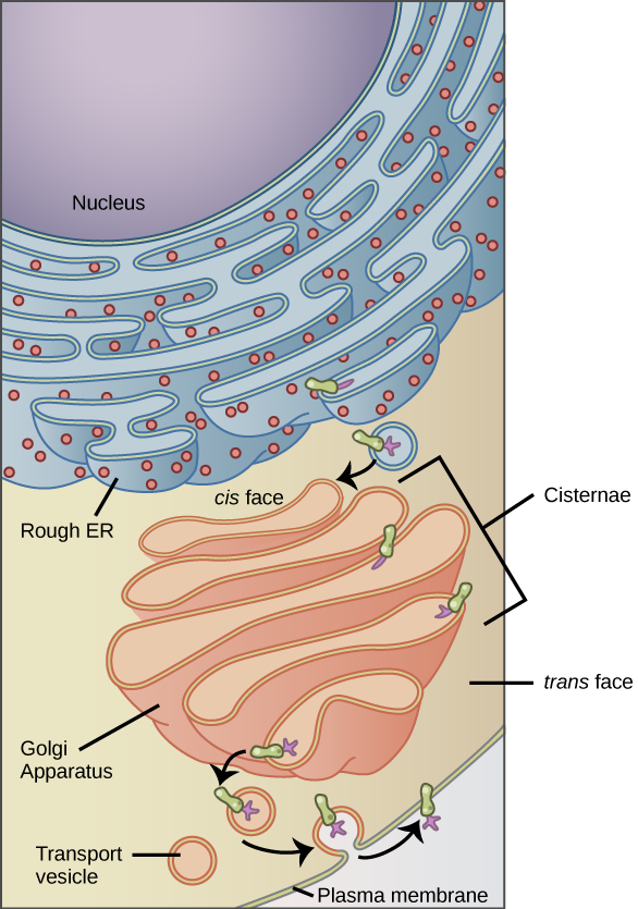 Endoplasmic reticulum and Golgi apparatus processing and transporting proteins for AP Biology Unit 2