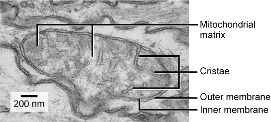 Electron micrograph of a mitochondrion showing cristae and matrix for AP Biology Unit 2