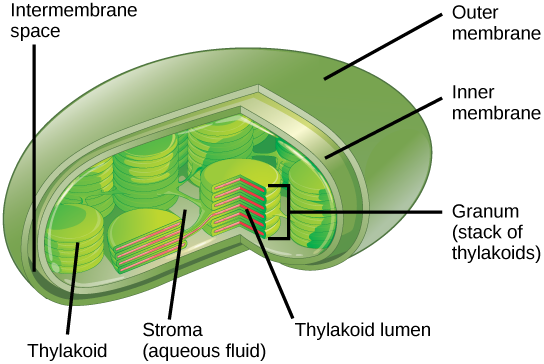 Chloroplast structure showing thylakoid membranes and stroma for AP Biology Unit 3