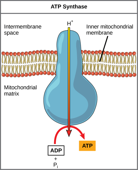 ATP synthase complex producing ATP through chemiosmosis for AP Biology Unit 3