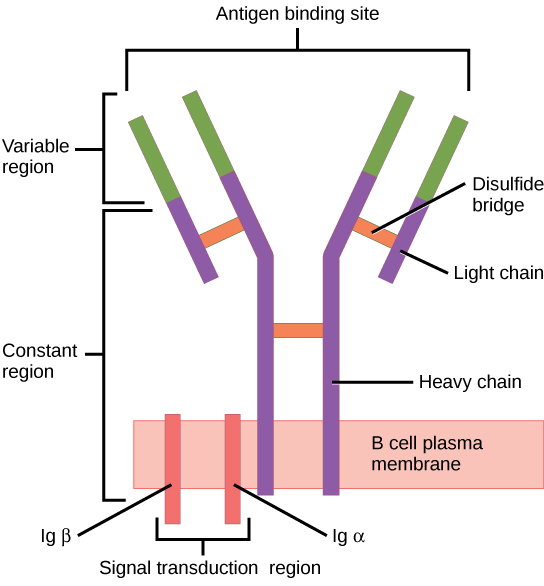 Signal transduction pathway showing receptor activation and cellular response for AP Biology Unit 4