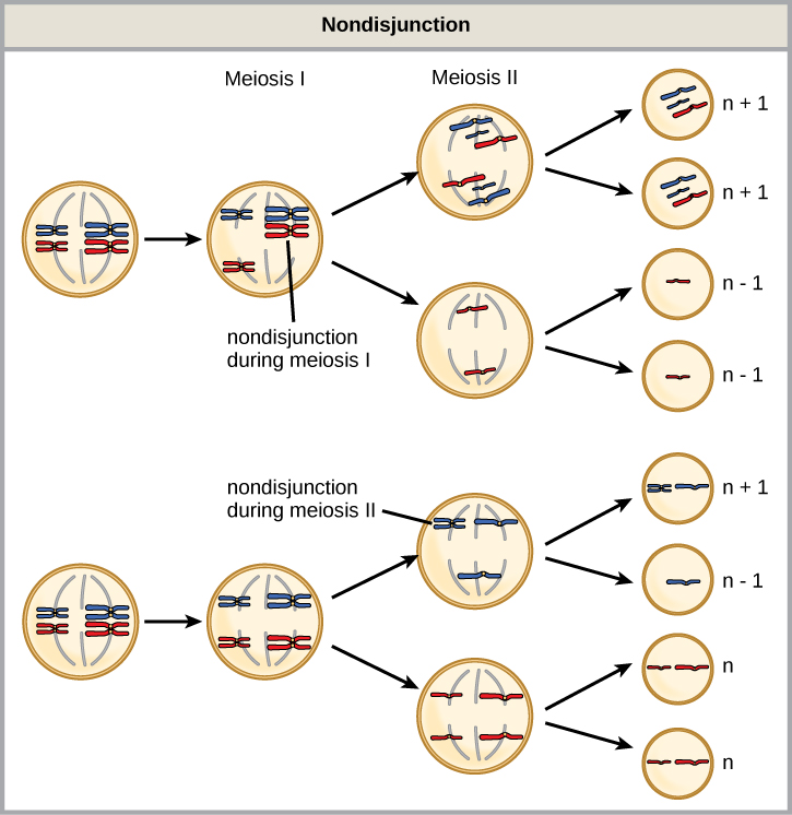 Nondisjunction during meiosis leading to abnormal chromosome numbers for AP Biology Unit 5