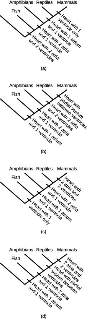 Phylogenetic tree showing evolutionary relationships among species for AP Biology Unit 7