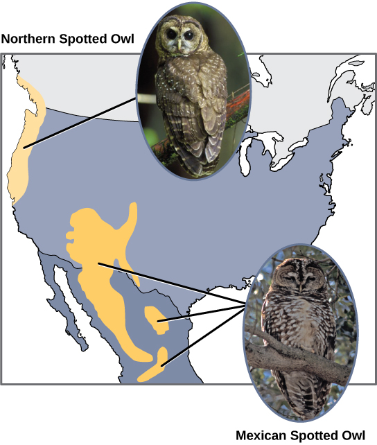 Allopatric speciation through geographic isolation for AP Biology Unit 7