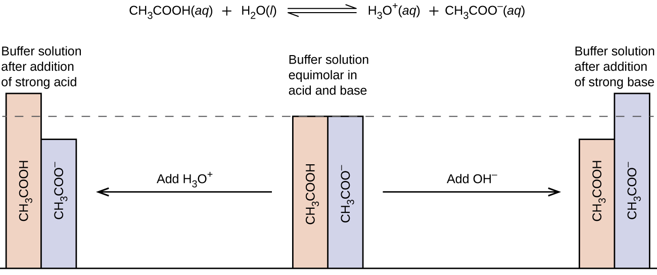 Buffer mechanism showing how acetic acid and acetate resist pH changes for AP Chemistry Unit 8