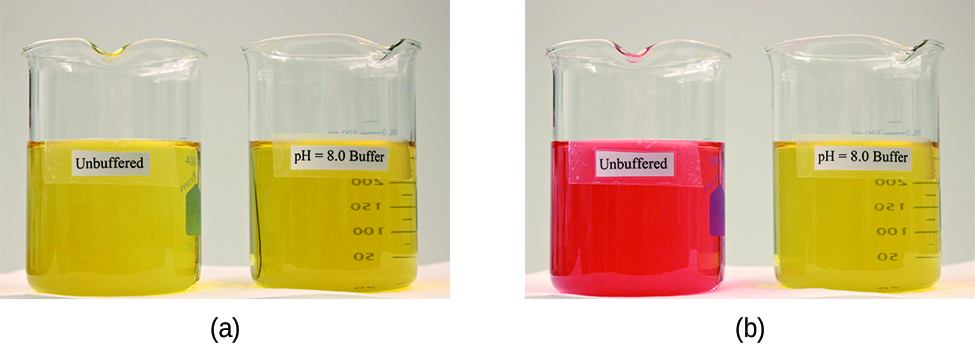 Buffered vs unbuffered solutions showing pH stability upon acid addition for AP Chemistry Unit 8