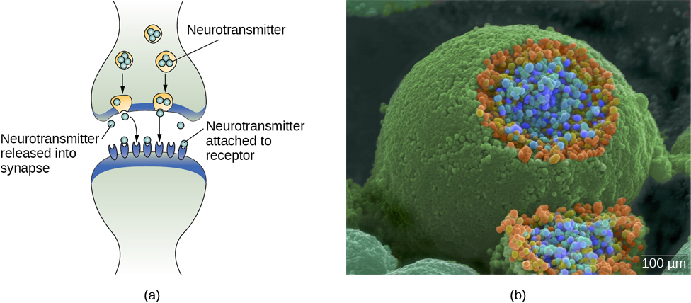 AP Psychology Unit 1: Illustration of synaptic transmission showing synaptic vesicles releasing neurotransmitters across the synaptic cleft
