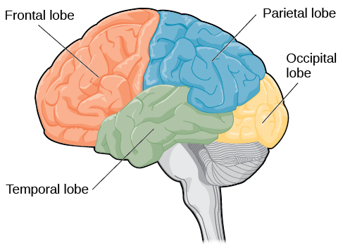 AP Psychology Unit 1: Brain anatomy diagram showing the four lobes (frontal, parietal, temporal, occipital) and their functions