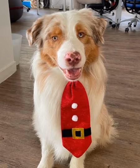 Photo of Saiko, our unofficial mascot