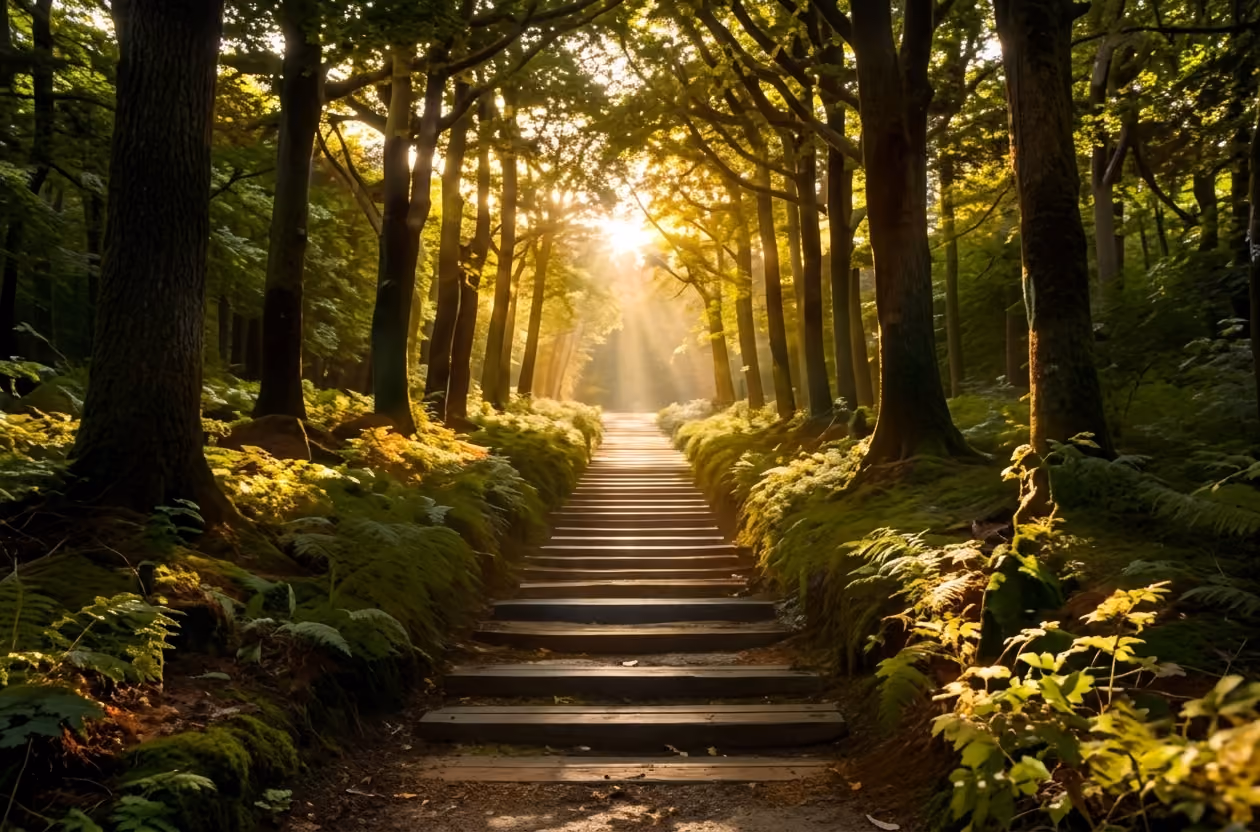 Sunlight shines through tall trees along a mossy forest path with wooden steps.
