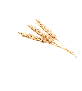 Trigo
