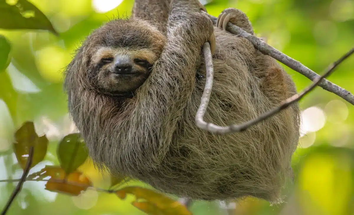 These Sloths Reached Insane Sizes… Before Mysteriously Disappearing