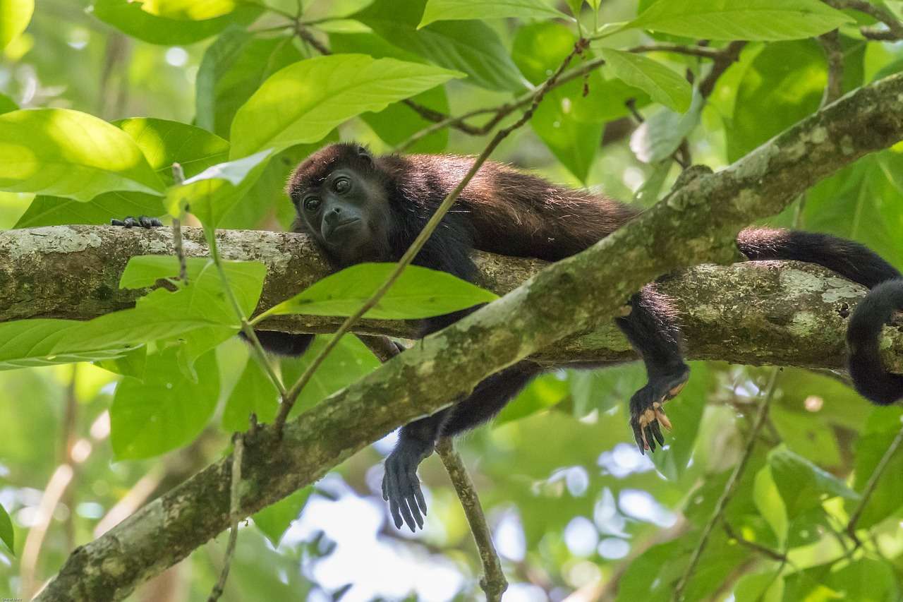15 Facts About Howler Monkeys in Costa Rica