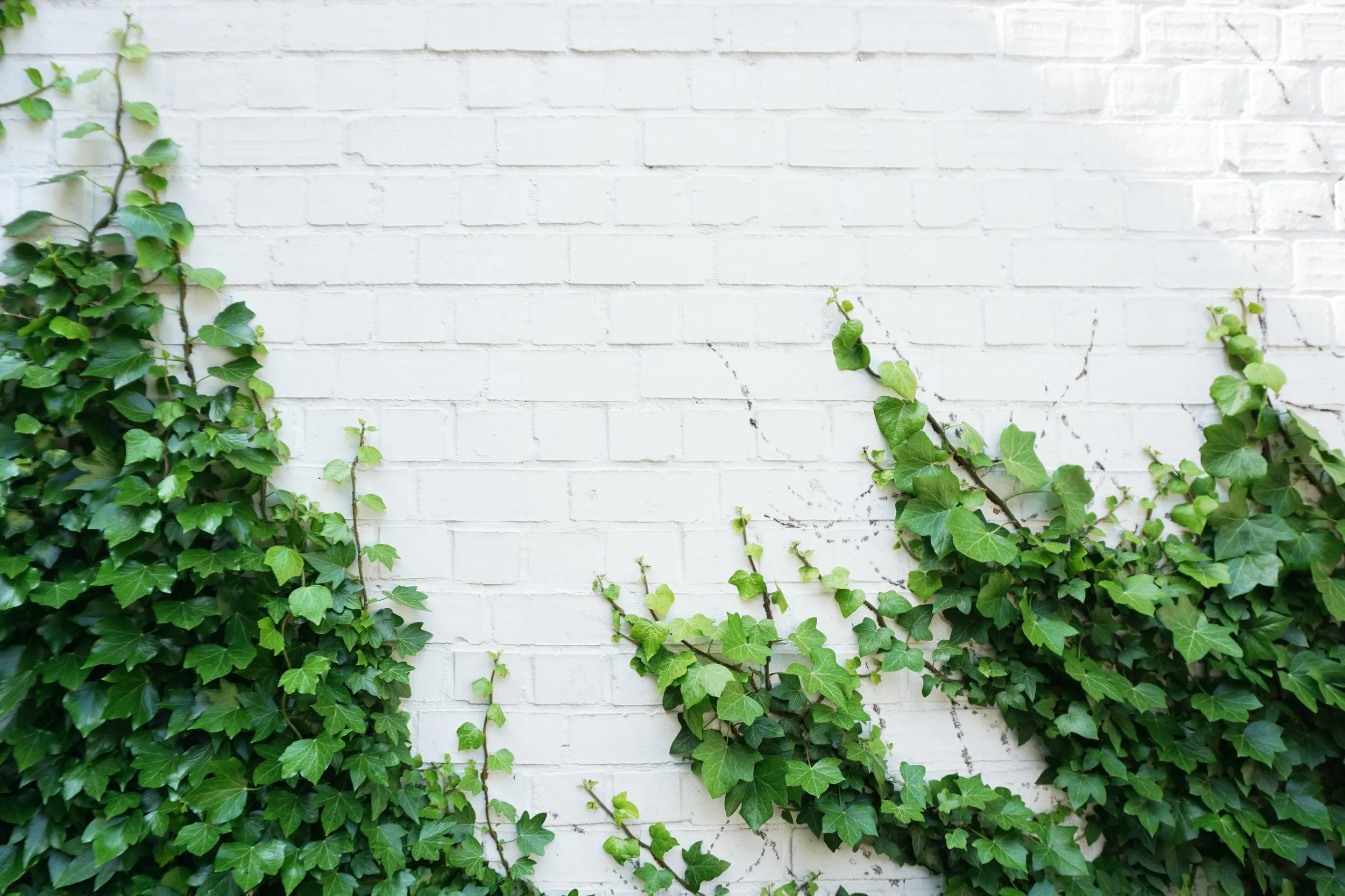 Vines on a white brick wall