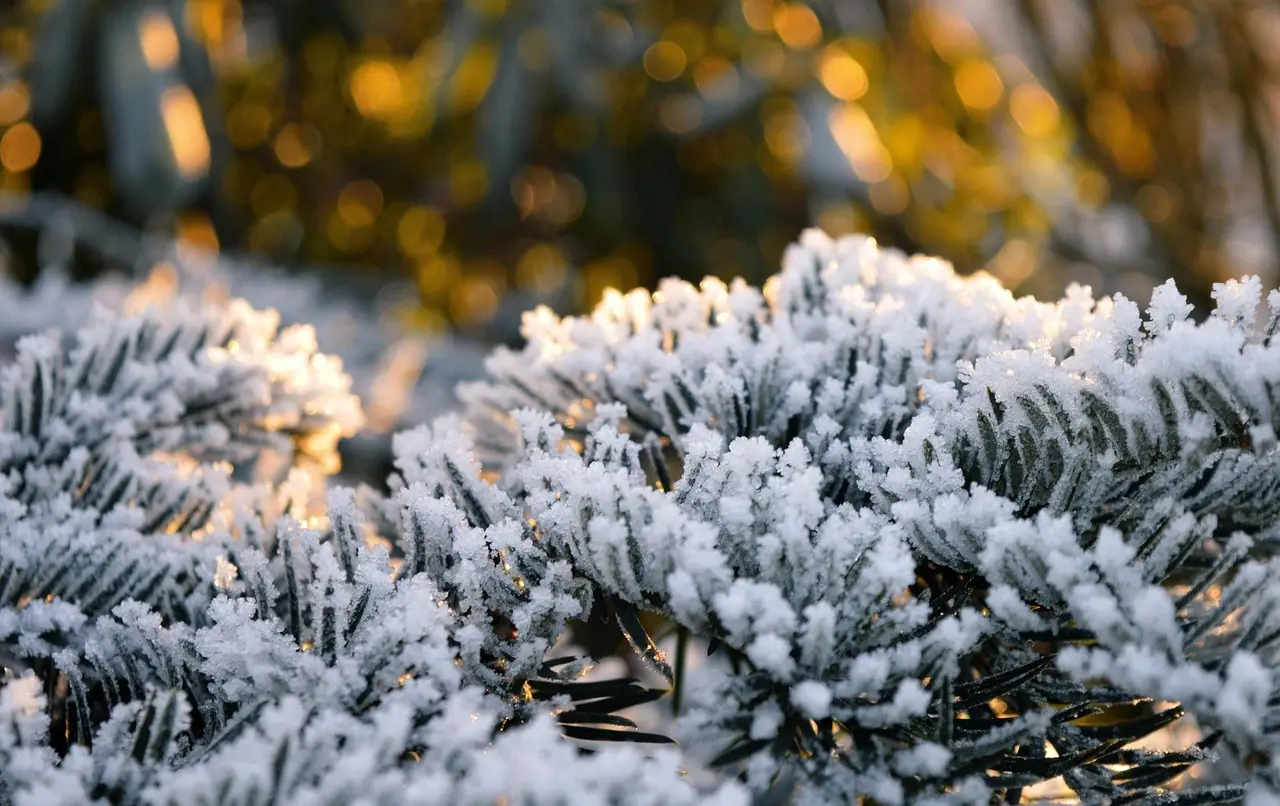 Bereifte Tannenzweige mit goldenem Lichterschein im Hintergrund