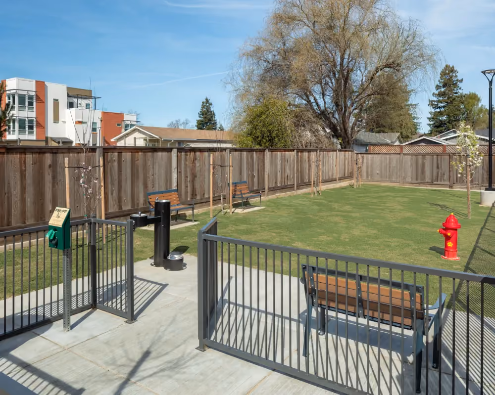 Dog Park