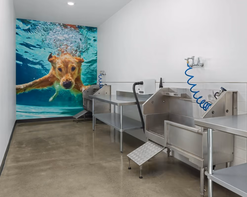 Dog Wash