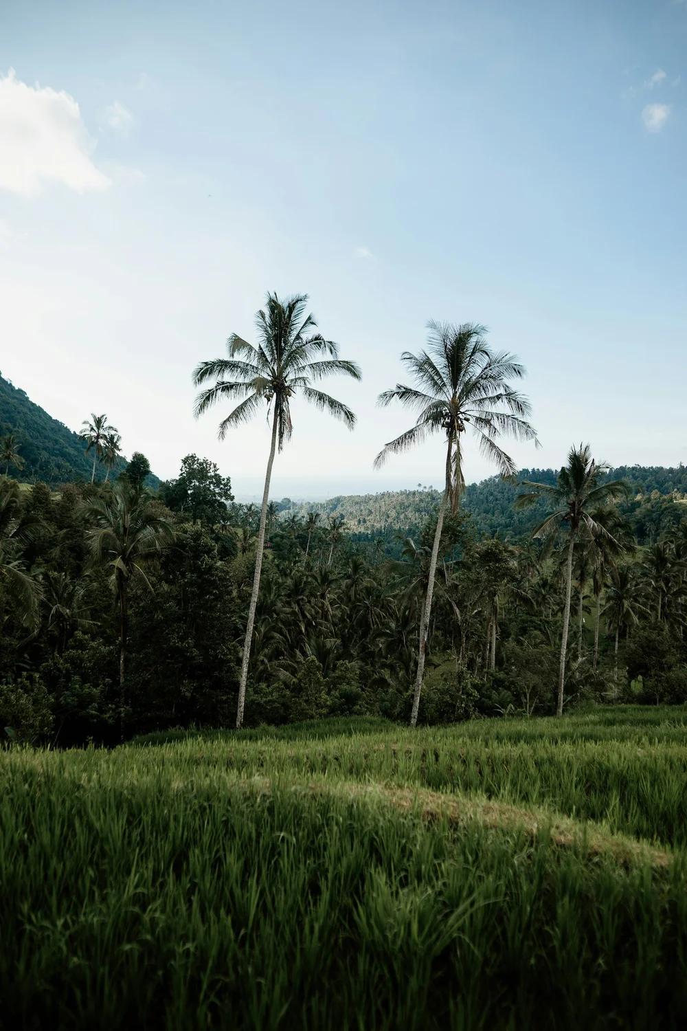 Aerial view of Lombok landscape with palm trees
