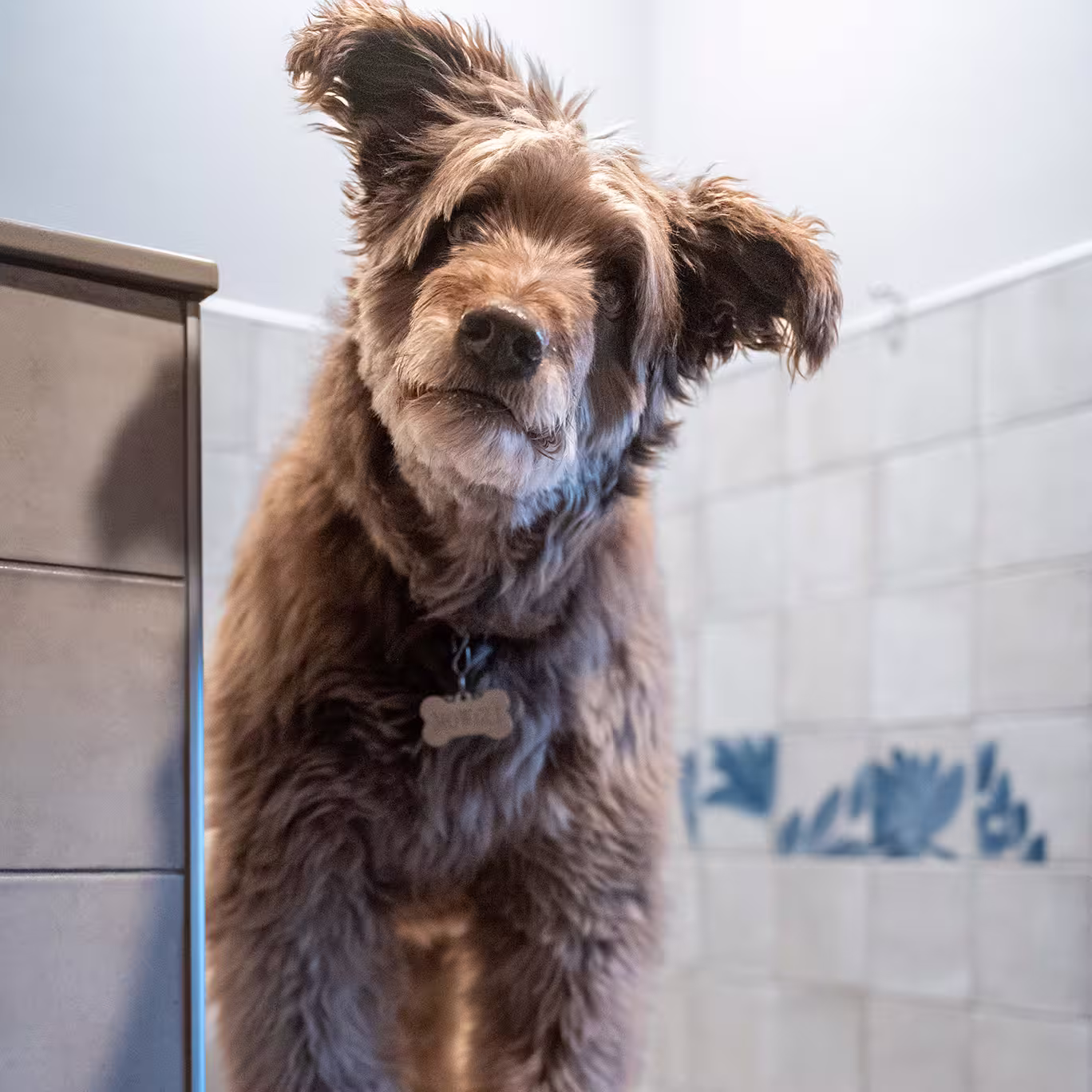 Shaggy dog standing in the custom tiled dog-wash station