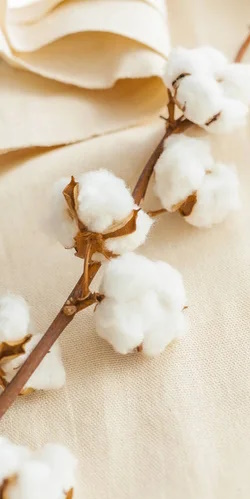 Cotton Fabric