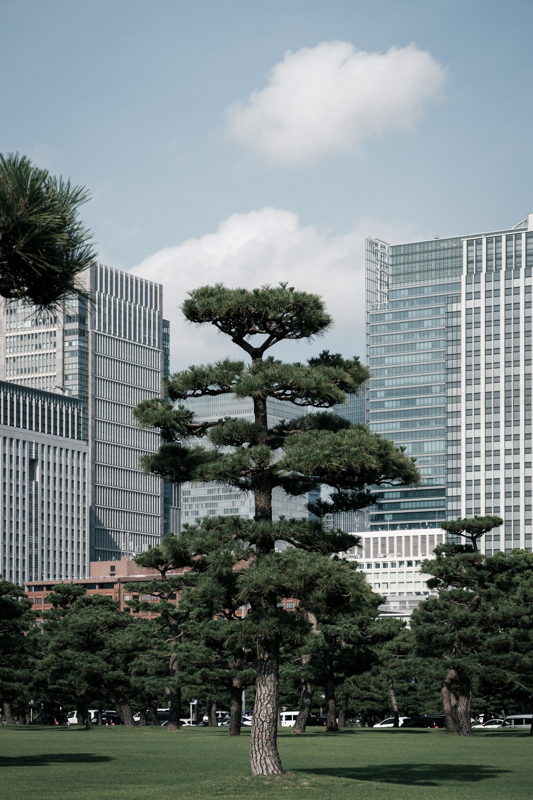 A sculpted pine tree stands on a lawn in front of glass office towers.