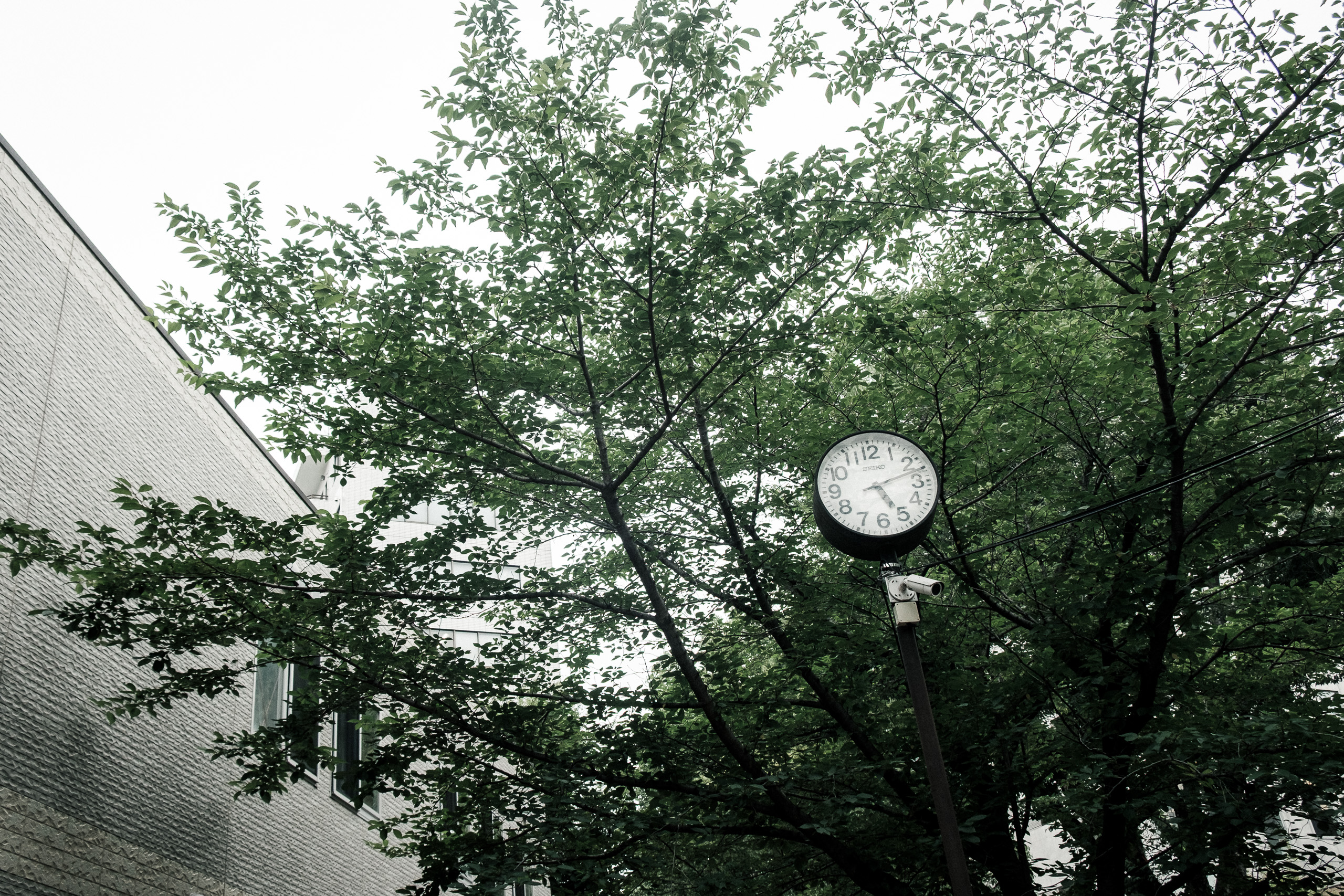 A street clock among the branches of a tree beside a white building.