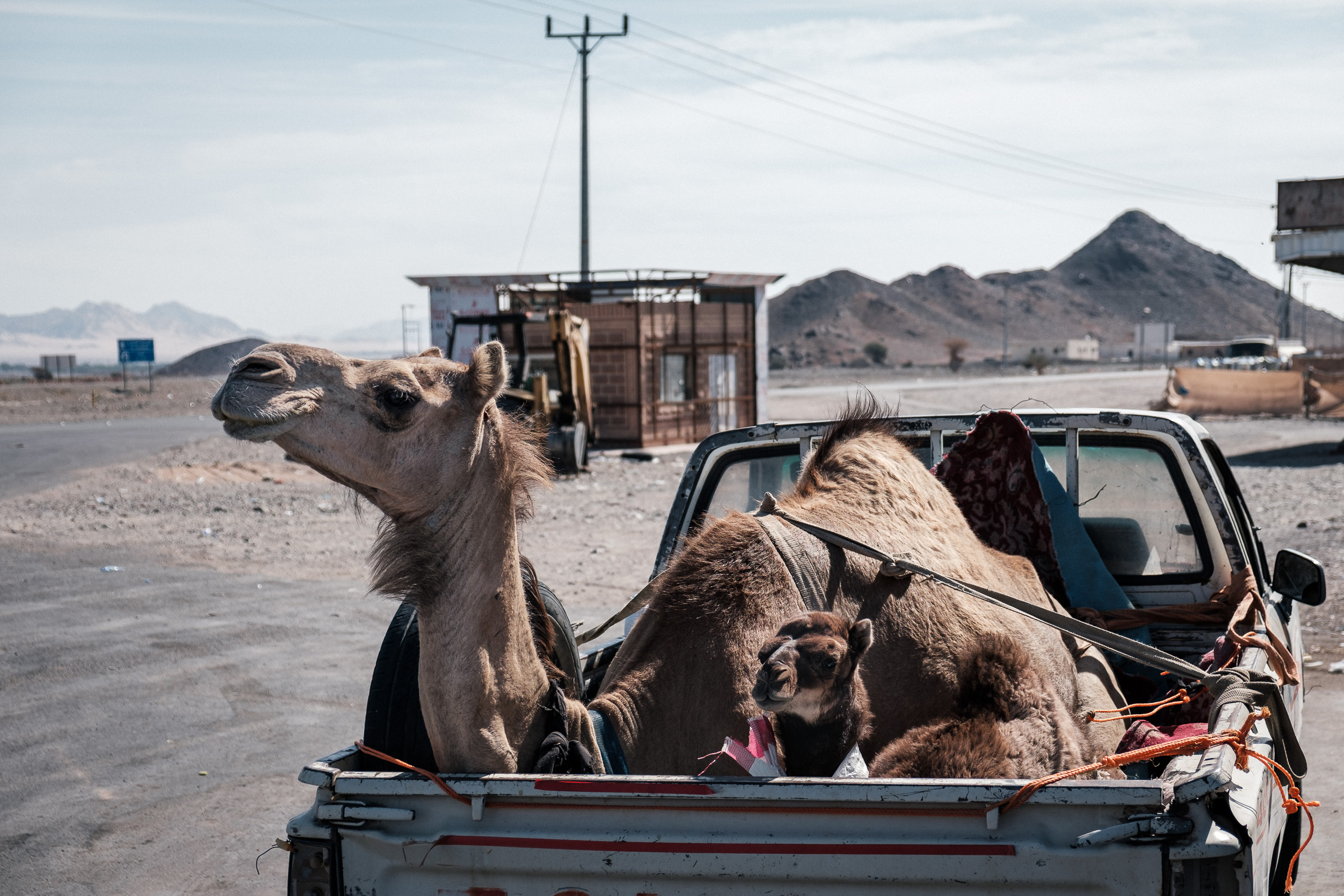 Camels riding in the back of a pickup truck on the road between AlUla and Medina, Saudi Arabia
