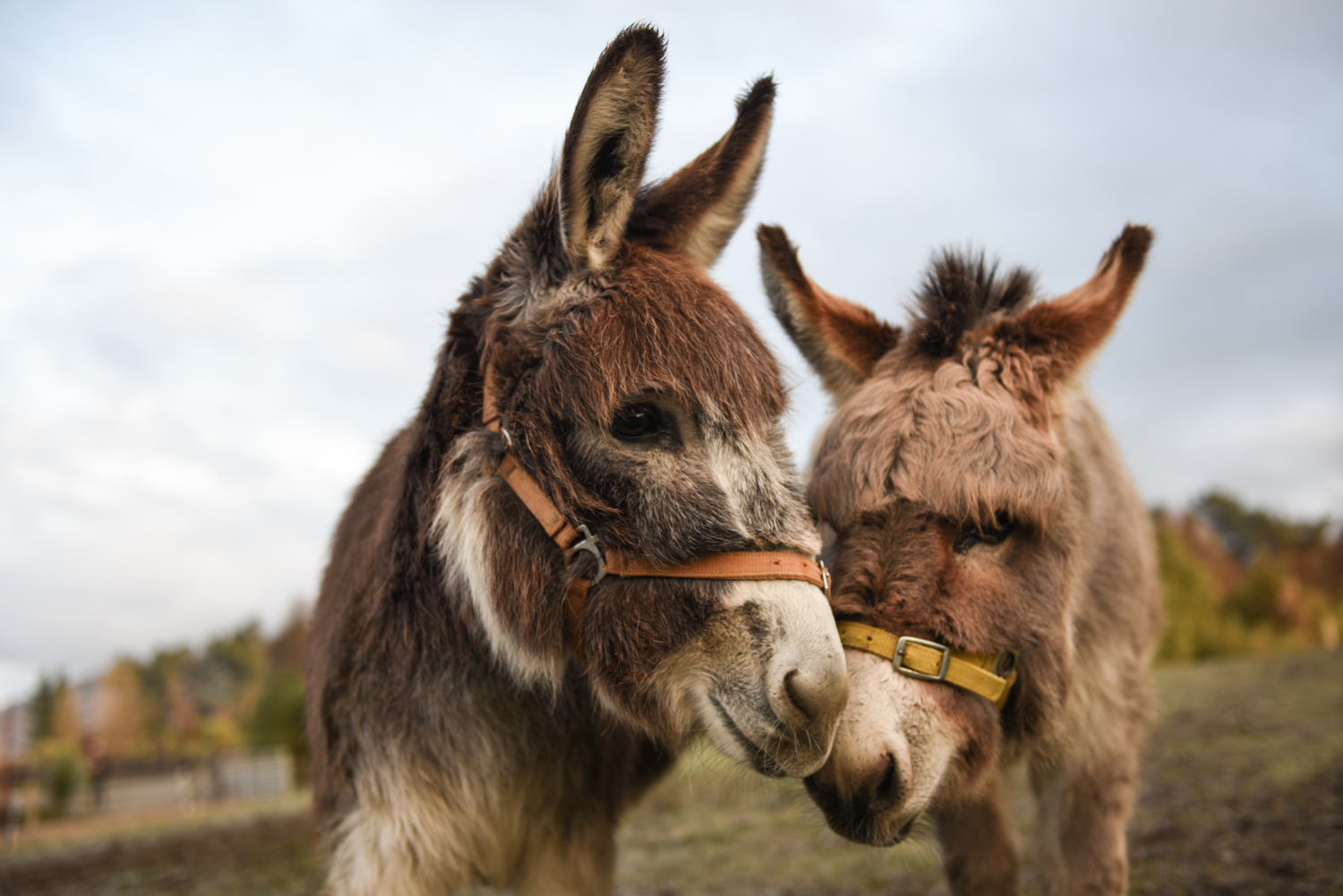 Two donkeys in the field of The Lavender Farm in Wanaka.