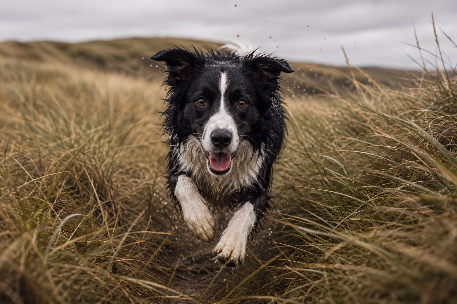 Meg the collie in the marram grass