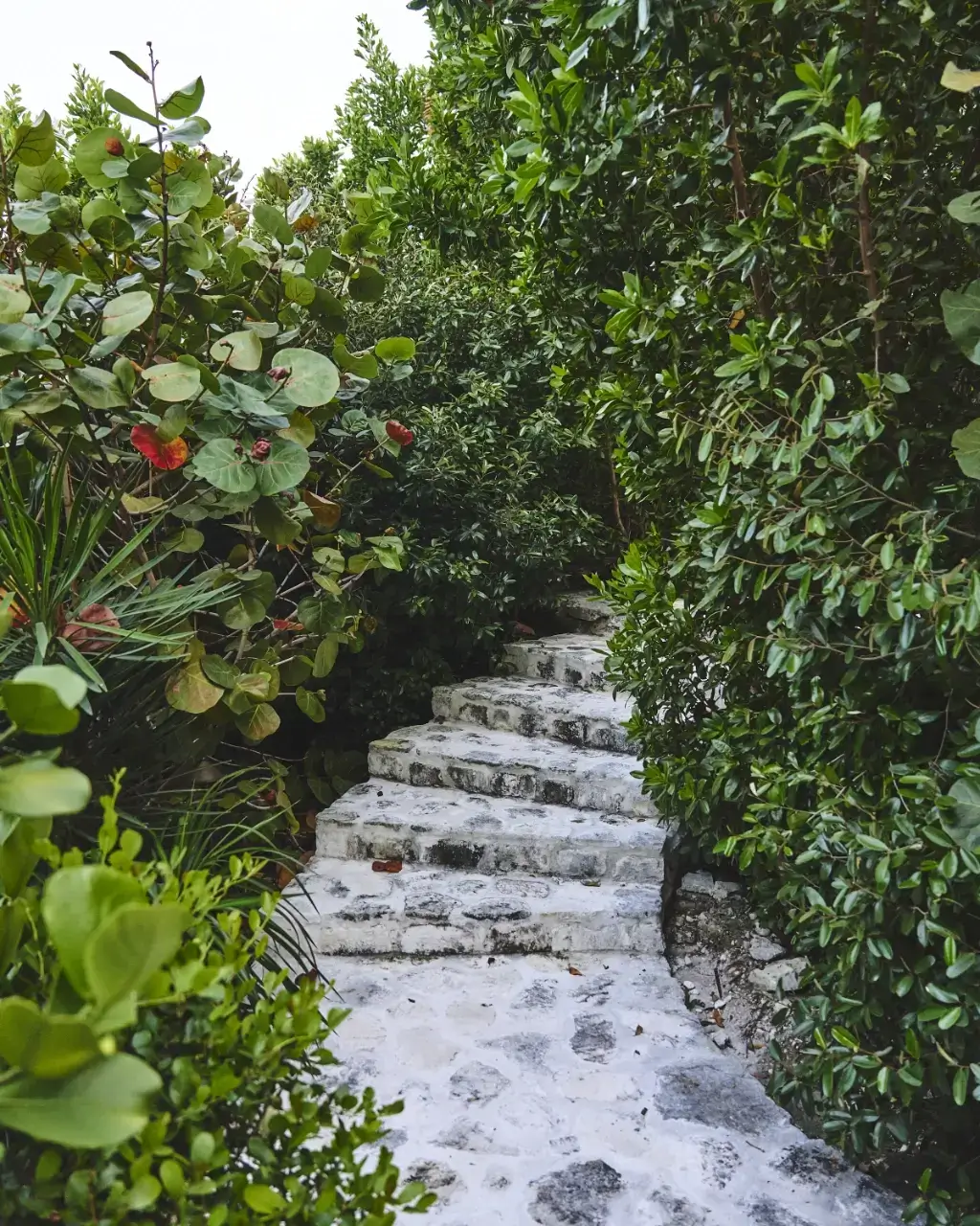 Stone steps winding up surrounded by dense green foliage, creating a natural garden pathway.