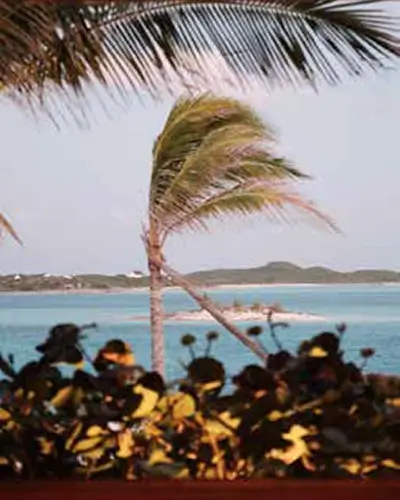 Palm tree bent by wind on a tropical coastline with ocean and distant hills, framed by other palm fronds and foliage.
