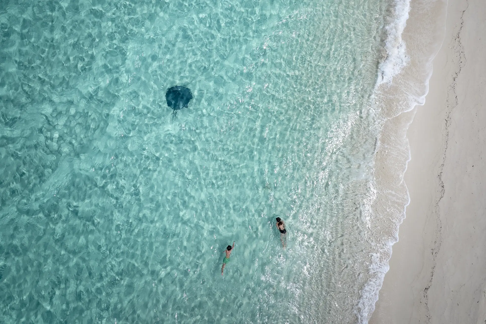 Aerial view of two people swimming in clear turquoise shallow water near a sandy beach with gentle waves; a single stingray swims nearby.