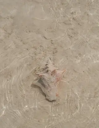 A conch shell resting on sandy sea floor underwater with gentle surface ripples.