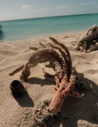 Pink coral branch and small dark shell partially buried in light sand on a beach with calm turquoise sea and cloudy sky in the background.