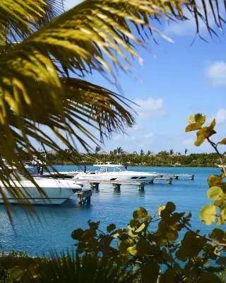 White boats docked at a marina with turquoise water, framed by green palm and leafy plants under a clear blue sky.