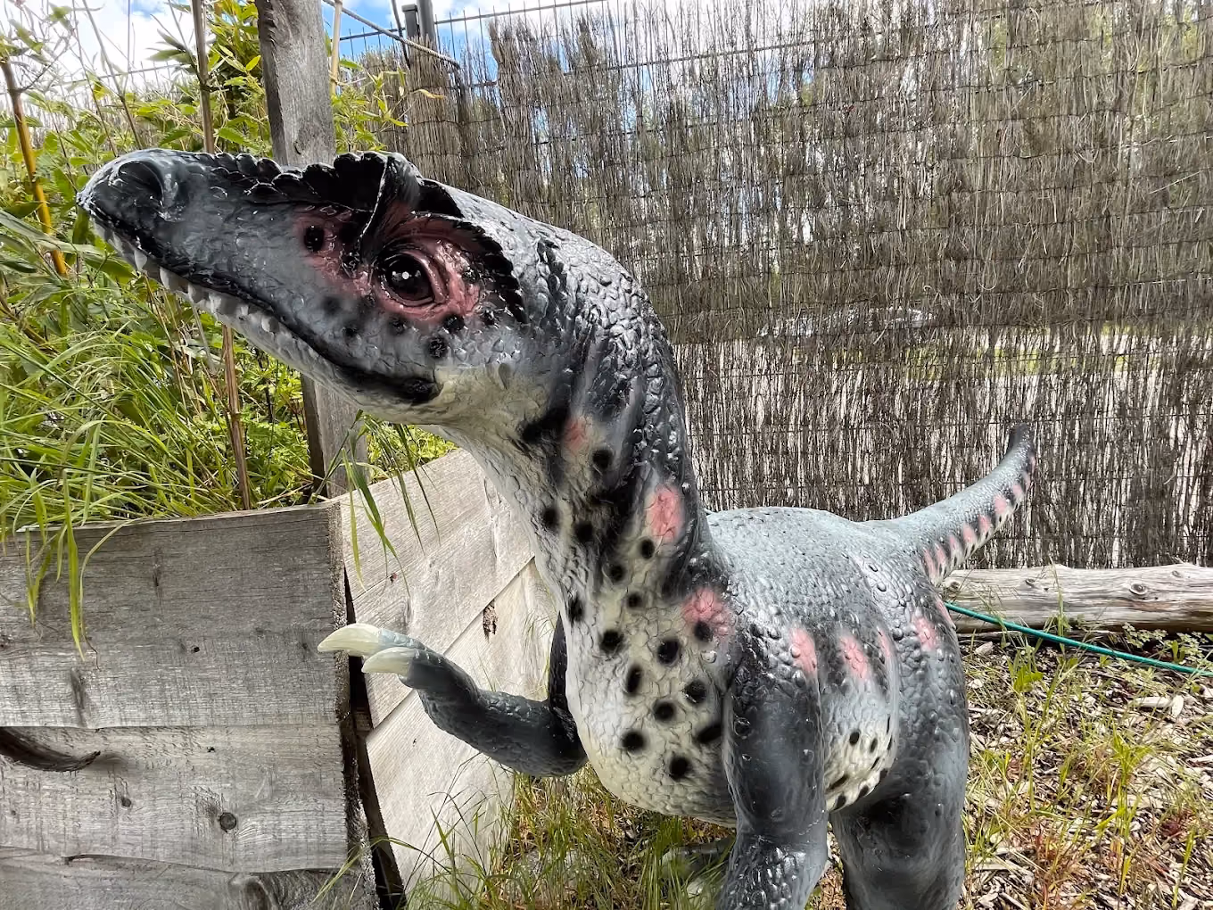 Dinosaure grandeur nature sur le parcours de mini golf de Laser Magic