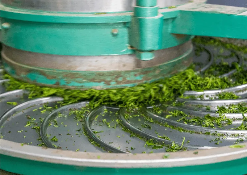 Theemaakproces stap van LocalTea