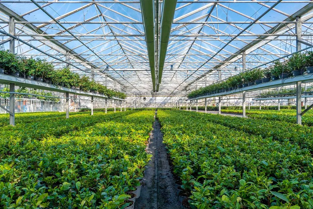 De Nederlandse theekassen van LocalTea