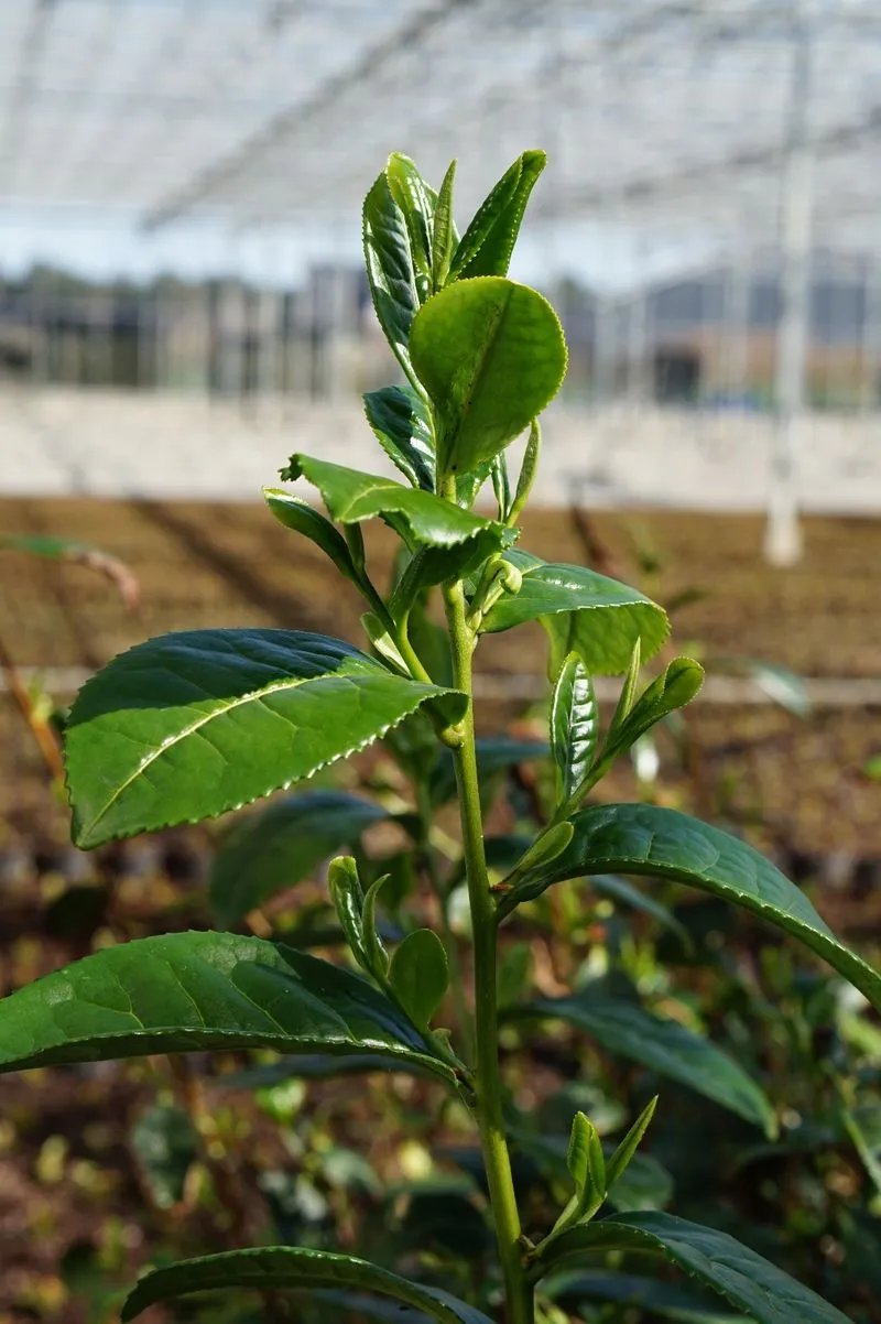 Nederlandse Theeplant in de ongestookte kassen van LocalTea