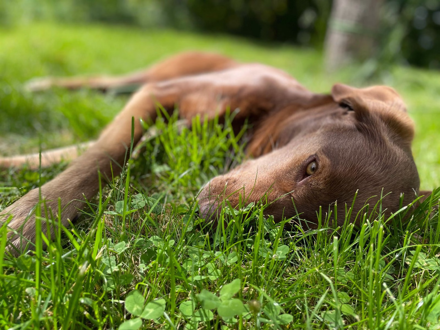 A dog laying in the grass.