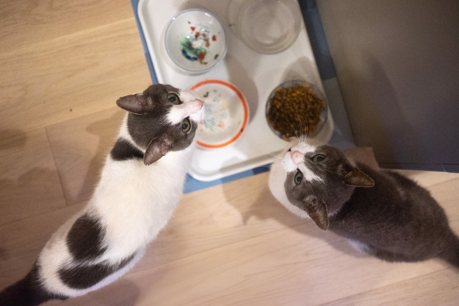 Two cats standing by a food bowl and looking up.