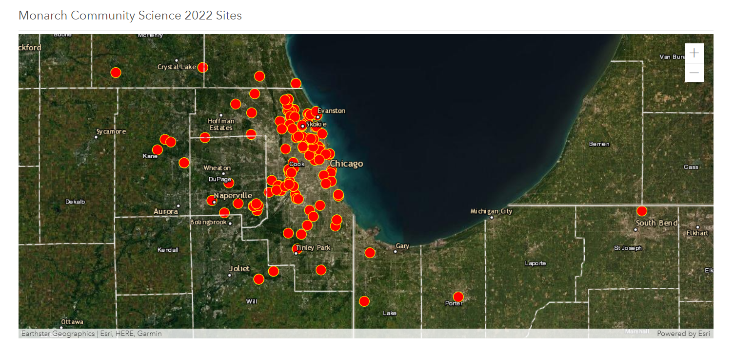chicago-area-monarch-butterfly-monitoring